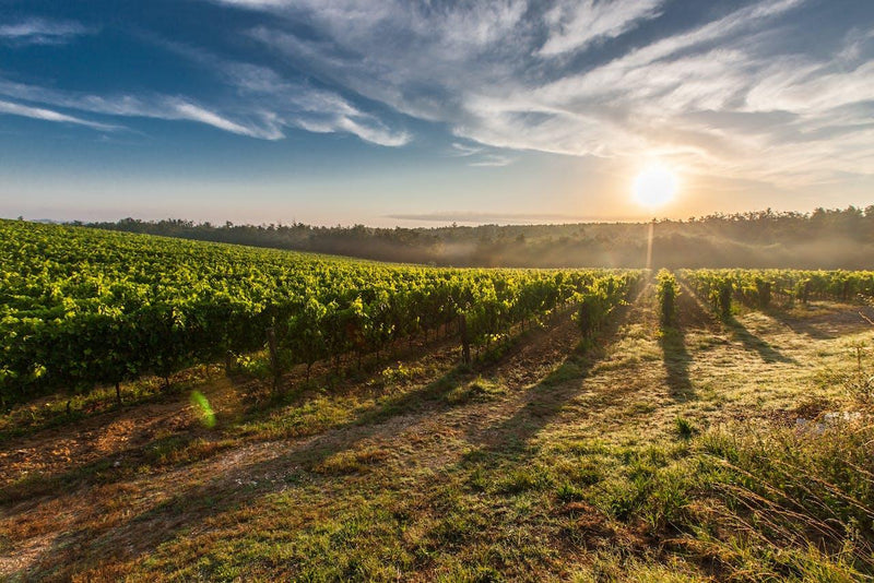 Bodega surrealista: conoces la bodega Arenberg - Wine.com.mx