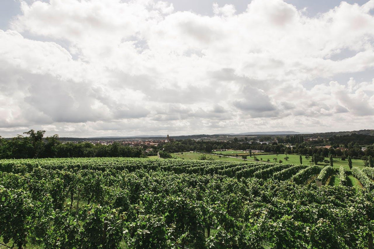 Los efectos del cambio climatico en la copa - Wine.com.mx