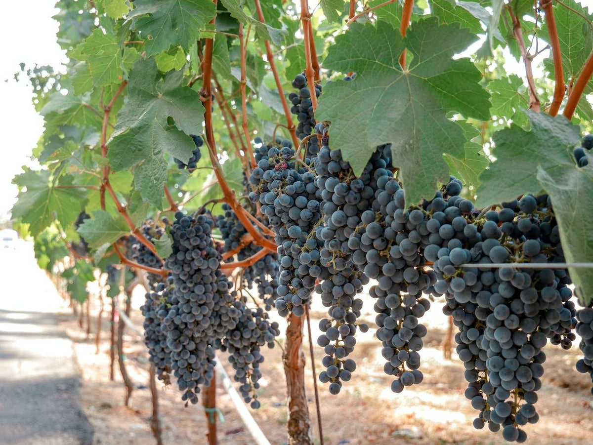 ¿Qué define una buena cosecha? - Wine.com.mx
