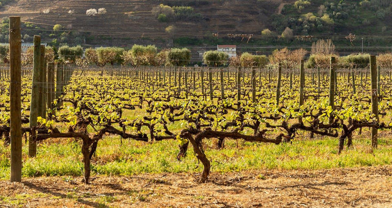 Sostenibilidad y vinos - Wine.com.mx