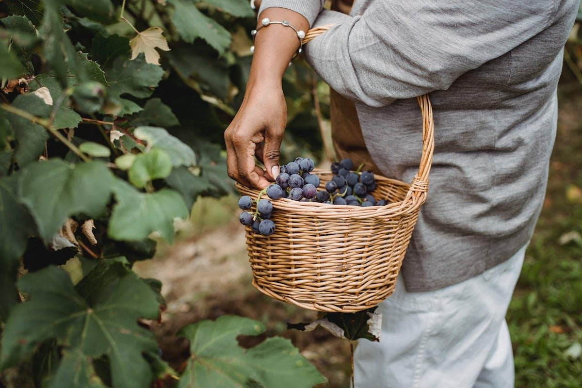 Uva Malbec: todo lo que necesitas saber - Wine.com.mx