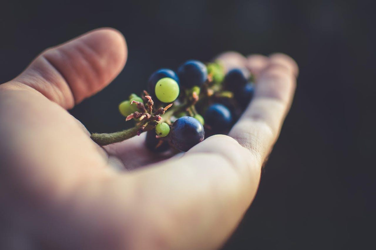 Vendimia: la importancia de la zafra - Wine.com.mx